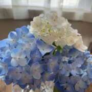 ヒメ日記 2025/06/16 07:25 投稿 花島あかね コウテイ