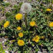 ヒメ日記 2025/04/26 13:50 投稿 るい 性腺熟女100％鶯谷（デリヘル市場）