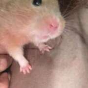 ヒメ日記 2025/12/26 01:54 投稿 十川 熟女の風俗最終章 横浜本店