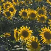 ヒメ日記 2025/07/31 02:50 投稿 芹奈【セリナ】 ピンクコレクション大阪