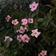 ヒメ日記 2025/09/01 21:33 投稿 芹奈【セリナ】 ピンクコレクション大阪