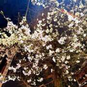 ヒメ日記 2026/04/02 08:13 投稿 りお 秘密倶楽部 凛 錦糸町店