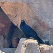 ヒメ日記 2026/04/09 20:53 投稿 天乃める ウルトラセレクション