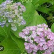 ヒメ日記 2025/06/19 07:14 投稿 ふぶき 北九州熟女倶楽部　五十路