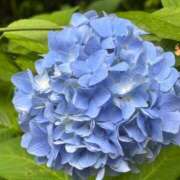 ヒメ日記 2025/06/21 05:45 投稿 ふぶき 北九州熟女倶楽部　五十路