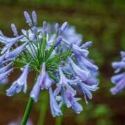 ヒメ日記 2025/06/25 19:30 投稿 ふぶき 北九州熟女倶楽部　五十路