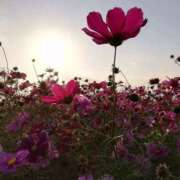 ヒメ日記 2025/11/13 19:41 投稿 ふぶき 北九州熟女倶楽部　五十路