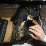 ヒメ日記 2025/03/25 15:45 投稿 はち オズ 千葉栄町店