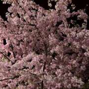 ヒメ日記 2025/03/22 19:30 投稿 みるる すごいエステ池袋店