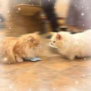 ヒメ日記 2025/03/30 07:30 投稿 みるる すごいエステ池袋店