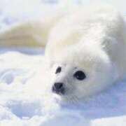 ヒメ日記 2025/03/09 11:19 投稿 かすみ まじらぶ！