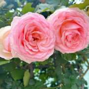 谷山 お久しぶりです🎀 ミセスの手ほどき