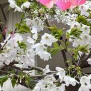 ヒメ日記 2025/04/02 12:08 投稿 めい 脱がされたい人妻 成田店