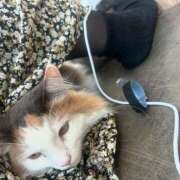 ヒメ日記 2025/02/04 11:55 投稿 まいこ セレブクエスト-omiya-