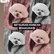 ヒメ日記 2025/03/25 00:27 投稿 さくら 三つ乱本館