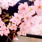 ヒメ日記 2025/04/04 19:11 投稿 さくら 三つ乱本館