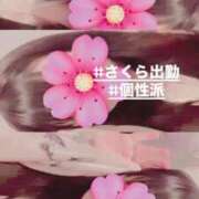 ヒメ日記 2025/04/12 14:07 投稿 さくら 三つ乱本館