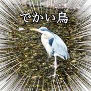 ヒメ日記 2025/04/12 14:27 投稿 さくら 三つ乱本館