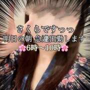 ヒメ日記 2025/04/13 15:17 投稿 さくら 三つ乱本館