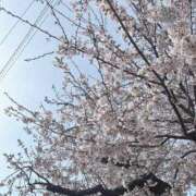 ヒメ日記 2025/04/08 14:14 投稿 あやり 埼玉本庄ちゃんこ