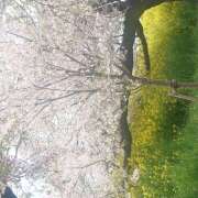 ヒメ日記 2025/04/12 10:34 投稿 根岸早紀 五十路マダムエクスプレス船橋店(カサブランカグループ)