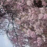 ヒメ日記 2025/04/18 09:26 投稿 根岸早紀 五十路マダムエクスプレス船橋店(カサブランカグループ)