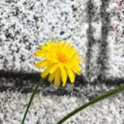 ヒメ日記 2025/04/21 17:22 投稿 倉持 あかり SUMIRE