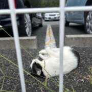 ヒメ日記 2025/04/30 17:07 投稿 倉持 あかり SUMIRE