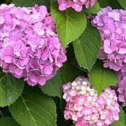 ヒメ日記 2025/05/12 13:42 投稿 倉持 あかり SUMIRE