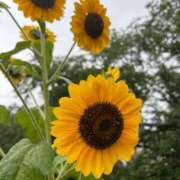 ヒメ日記 2025/09/03 19:32 投稿 倉持 あかり SUMIRE