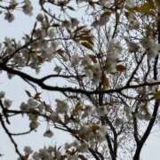 ヒメ日記 2026/04/09 22:26 投稿 倉持 あかり SUMIRE