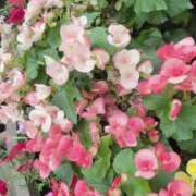 ヒメ日記 2025/07/09 18:20 投稿 槙野まゆ ウルトラホワイト