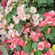 ヒメ日記 2025/09/15 09:00 投稿 槙野まゆ ウルトラホワイト