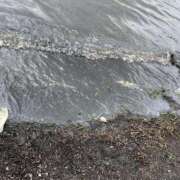 ヒメ日記 2025/09/02 19:01 投稿 りか カワサキEROTIC（ソープランド）