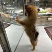 ヒメ日記 2025/02/17 02:03 投稿 らん☆SSS級美少女デビュー！！ Ribbon 1st