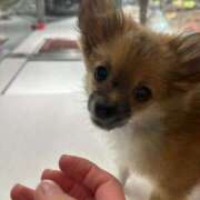 ヒメ日記 2025/02/17 02:11 投稿 らん☆SSS級美少女デビュー！！ Ribbon 1st