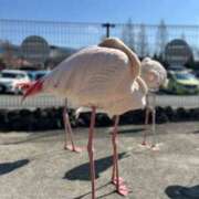 ヒメ日記 2025/02/21 10:02 投稿 らん☆SSS級美少女デビュー！！ Ribbon 1st