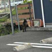 ヒメ日記 2025/04/20 20:25 投稿 らん☆SSS級美少女デビュー！！ Ribbon 1st