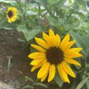 ヒメ日記 2025/07/13 10:41 投稿 桜花 久喜鷲宮ちゃんこ