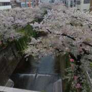 真理子 桜便り 出会い系人妻ネットワーク 渋谷〜目黒編