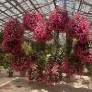 ヒメ日記 2025/05/22 07:38 投稿 ゆめ エレガンス(広島)