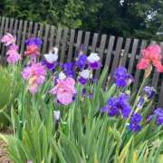 ヒメ日記 2025/05/29 09:18 投稿 ゆめ エレガンス(広島)