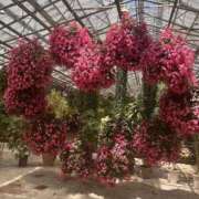 ヒメ日記 2025/08/22 13:58 投稿 ゆめ エレガンス(広島)