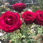 ヒメ日記 2025/10/09 10:28 投稿 ゆめ エレガンス(広島)