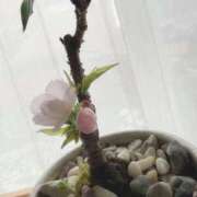 ヒメ日記 2026/02/08 11:59 投稿 ゆめ エレガンス(広島)