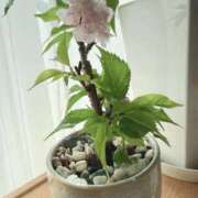 ヒメ日記 2026/02/17 15:18 投稿 ゆめ エレガンス(広島)