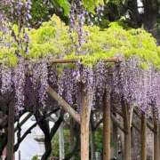 ヒメ日記 2026/04/23 22:02 投稿 松前 人妻最後の砦 小岩店