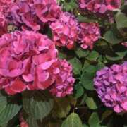 ヒメ日記 2025/06/14 14:27 投稿 艶島らむね 西川口風俗ド淫乱ンド