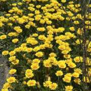 ヒメ日記 2025/05/14 09:36 投稿 まなみ 素人妻御奉仕倶楽部Hip's松戸店