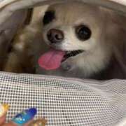 ヒメ日記 2025/08/26 20:48 投稿 莉桜花(りおか) PLUS十三店